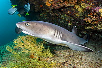 Whitetip reef shark (Triaenodon obesus) beneath an overhang with Surgeonfish. Cousins Rock, San Salvador Island, Santiago Island, Galapagos National Park, Galapagos Islands. East Pacific Ocean.