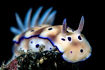 Portrait of a nudibranch (Hypselodoris tryoni). Bitung, North Sulawesi, Indonesia. Lembeh Strait, Molucca Sea.