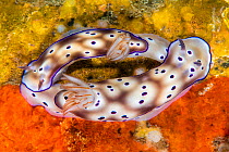 Tailing nudibranchs (Hypselodoris tryoni) on colourful sponges. This is a common behaviour in this species, where one individual tracks another, also known as queuing or tailgating. It may be relating...