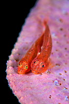 Pair of Common ghostgobies (Pleurosicya mossambica) spawning on a pink sponge. The male is the larger fish on the right. Bitung, North Sulawesi, Indonesia. Lembeh Strait, Molucca Sea.