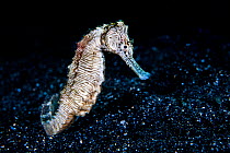 Sea zebra / Zebra seahorse, a variety of the three spot seahorse (Hippocampus trimaculatus). Bitung, North Sulawesi, Indonesia. Lembeh Strait, Molucca Sea.