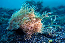 Hairy frogfish (Antennarius striatus) in a current. Bitung, North Sulawesi, Indonesia. Lembeh Strait, Molucca Sea.
