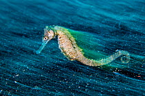 Sea zebra / Zebra seahorse, a variety of the three spot seahorse (Hippocampus trimaculatus). Here photographed with a long exposure. Bitung, North Sulawesi, Indonesia. Lembeh Strait, Molucca Sea.