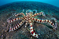 Mimic octopus (Thaumoctopus mimicus) on a sandy seabed. Bitung, North Sulawesi, Indonesia. Lembeh Strait, Molucca Sea.