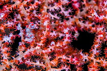 Pygmy seahorse (Hippocampus bargibanti) camouflaged in a seafan (Muricella sp.). Bitung, North Sulawesi, Indonesia. Lembeh Strait, Molucca Sea.