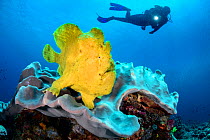 Diver with Yellow giant frogfish (Antennarius commersoni) on a coral reef. Bitung, North Sulawesi, Indonesia. Lembeh Strait, Molucca Sea. Model released.