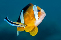 Bluestreak cleaner wrasse (Labroides dimidiatus) attends to a Clark&#39;s anemonefish (Amphiprion clarkii) at a cleaning station on a coral reef. It is unusual to see an anemonefish at a cleaning stat...