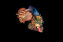 Pair of Shortfin lionfish (Dendrochirus brachypterus) swimming up into the water column and spawning a raft of eggs at night. The male is the larger fish on the right. Bitung, North Sulawesi, Indonesi...