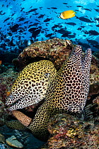 Pair of a Honeycomb moray eels (Gymnothorax favagineus) on a coral reef with triggerfish schooling above. North Male Atoll, Maldives, Indian Ocean.