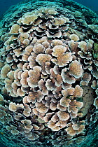 Cabbage coral / lettuce coral (Echinopora lamellosa) growing in shallow water. This coral grows at 5mm per year, so have been growing in this spot for more than 1000 years. Manado Bay, Manado, North S...