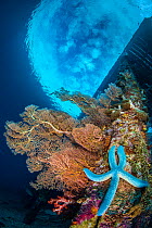 Seafans and soft corals grow on the wooden legs of Arborek jetty, with Blue starfish (Linckia laevigata). Arborek Island, Raja Ampat, West Papua, Indonesia. Dampier Strait. Ceram Sea. Tropical West Pa...