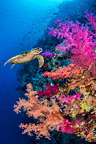 Hawksbill turtle (Eretmochelys imbricata) swims along a coral reef with pink soft coral (Dendronepthya sp.). Ras Mohammed National Park, Sinai, Egypt. Red Sea.