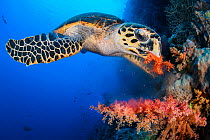 Hawksbill turtle (Eretmochelys imbricata) feeds on red soft coral (Dendronepthya sp.) growing on a coral reef. Ras Mohammed National Park, Sinai, Egypt. Red Sea.