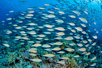School of longnose parrortfish (Hipposcarus harid) swims over a coral reef. Ras Mohammed Marine Park, Sinai, Egypt. Red Sea.