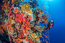 Diver explores a colourful coral reef with soft corals (Dendronephthya sp.) and Scalefin anthias (Pseudanthias squamipinnis). Ras Za'atar, Ras Mohammed National Park, Sinai, Egypt. Red Sea