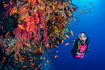 Diver exploring a colourful coral reef with soft corals (Dendronephthya sp.) and Scalefin anthias ( Pseudanthias squamipinnis). Ras Za'atar, Ras Mohammed National Park, Sinai, Egypt. Red Sea