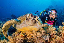 Green turtle (Chelonia mydas) with a diver on a coral reef. Ras Mohammed National Park, Sinai, Egypt. Red Sea