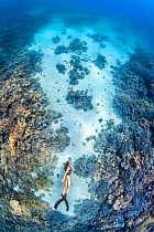 Freediver explores a coral garden. Sha&#39;ab El Erg, Hurghada, Egypt. Red Sea.