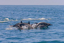 Pod of Spinner dolphins (Stenella longirostris) at the surface. Sri Lanka. Indian Ocean
