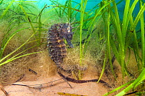 Spiny seahorse (Hippocampus guttulatus) female in a meadow of seagrass. (Zostera marina) Studland Bay, Dorset, England, UK. English Channel.