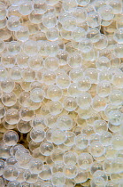 Detail of the egg mass of a lumpsucker (Cyclopterus lumpus). Babbacombe, Torbay, Devon, UK. English Channel, North East Atlantic Ocean.
