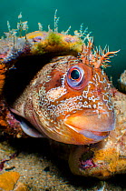 A wide angle view of a male Tompot blenny (Parablennius gattorugine) peering out of its den, in a leg of Swanage Pier. Swanage, Dorset, England, United Kingdom. English Channel. North East Atlantic Oc...