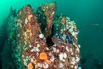 Common lobster (European lobster: Homarus gammarus) shelters in the structure of the Wreck of the Rosalie, which is encrusted with Plumose anemones (Metridium senile). Weybourne, north Norfolk, Englan...