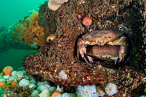 Pair of Edible crabs (Cancer pagurus) shelter in the structure of the Wreck of the Rosalie, which is encrusted with Plumose anemones (Metridium senile). Weybourne, north Norfolk, England, United Kingd...