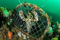 Lobster (Homarus gammarus) caught in a lobster pot / creel on the Wreck of the Rosalie, Weybourne, north Norfolk, England, United Kingdom. North Sea.