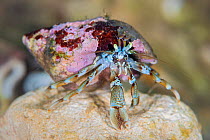 Hermit crab (Pagurus bernhardus) on a chalk nodule on a chalk reef. Sherringham, north Norfolk, England, United Kingdom. North Sea