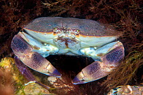 Portrait of an Edible crab (Cancer pagurus) on a chalk reef. Sherringham, north Norfolk, England, United Kingdom. North Sea