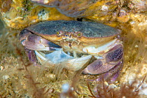 Edible crab (Cancer pagurus) feeding on a bivalve on a chalk reef. Sherringham, north Norfolk, England, United Kingdom. North Sea