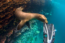 Galapagos sea lion (Zalophus wollebaeki) playing with the fin of snorkeller, Espagnola Island, Galapagos National Park, Galapagos Islands. East Pacific Ocean. Model Released.