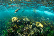 Group of Galapagos green turtles (Chelonia mydas agassizii) feeding on algae in shallow water. Floreana Island, Galapagos National Park, Galapagos Islands. East Pacific Ocean