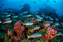 School of Pacific creolefish (Paranthias colonus) swimming over a colourful reef. Darwin Island, Galapagos National Park, Galapagos Islands. East Pacific Ocean.