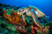 Galapagos green turtle (Chelonia mydas agassizii) swims over a coral reef. Darwin Island, Galapagos National Park, Galapagos Islands. East Pacific Ocean.