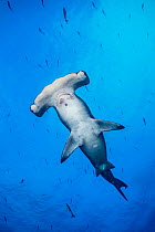 Portrait of a large female scalloped hammerhead shark (Sphyrna lewini), with Pacific creolefish behind. Wolf Island, Galapagos National Park, Galapagos Islands. East Pacific Ocean.