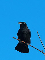 Carrion Crow (Corvus corone) perched on a branch. Druridge Bay, Northumberland, England, UK. January.