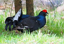 Black Grouse (Tetrao tetrix) male displaying from under a young Spruce Tree. Conifer Plantation, Bayerischer Wald National Park, Germany. April.