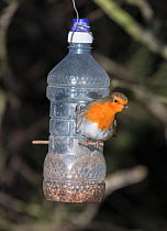 European Robin (Erithacus rubecula) perched on a plastic bottle recycled into a seed feeder. Druridge, Northumberland, England, UK. December.