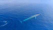 Slow motion aerial shot of a Pygmy blue whale (Balaenoptera musculus brevicauda) blowing /  breathing at the surface before diving, Banda Sea, Indonesia.