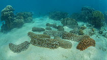 Timelapse of Giant sea cucumbers (Thelenota ananas) moving underwater, with a Giant clam (Tridacna gigas) in the background, Great Barrier Reef, Queensland, Australia, 2015.