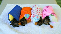 Four orphaned Spectacled flying fox (Pteropus conspicillatus) babies wrapped in blankets with pacifiers, Tolga Bat Hospital, Queensland, Australia.