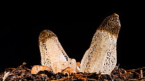 Timelapse of Maiden's  veil fungi (Phallus indusiatus) emerging on a rotating tabe, Australia. Controlled conditions.