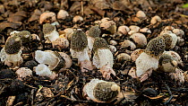 Timelapse of Maiden's  veil fungi (Phallus indusiatus) emerging, North Queensland, Australia.