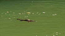 Platypus (Ornithorhynchus anatinus) swimming at the surface before diving, Atherton Tablelands, Queensland, Australia.