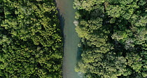 Aerial tracking shot of a creek in Daintree Rainforest, Wet Tropic World Heritage Area, North Queensland, Australia. 2017
