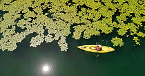 Aerial shot flying above Lake Barrine, with a kayaker paddling along the edge of Water lilies (Nymphaea gigantea), Wet Tropic World Heritage Area, North Queensland, Australia.