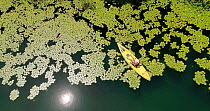 Aerial shot flying above Lake Barrine, with a kayaker paddling along the edge of Water lilies (Nymphaea gigantea), Wet Tropic World Heritage Area, North Queensland, Australia.