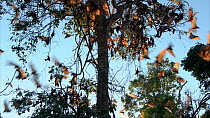 Colony of Little red flying foxes (Pteropus scapulatus) leaving roost site, Atherton Tablelands, Queensland, Australia.